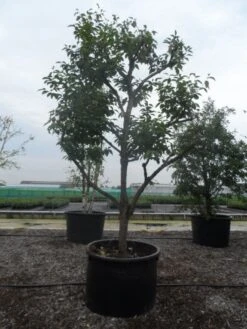 Kaki (Diospyros Kaki) -Exporteren Groei Planten Winkel diospyros kaki muscat solitair