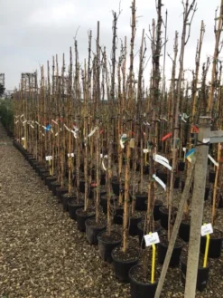 Witte Druif (Vitis Vinifera 'Italia') -Exporteren Groei Planten Winkel druif