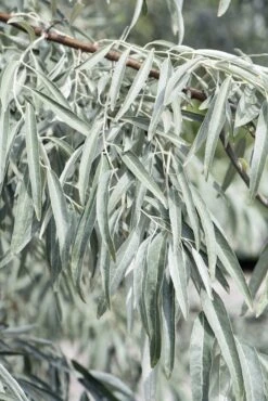 Smalbladige Olijfwilg Als Boom (Elaeagnus Angustifolia) 5 Smalbladige Olijfwilg Als Boom (Elaeagnus Angustifolia) -Exporteren Groei Planten Winkel elaeagnus angustifolia