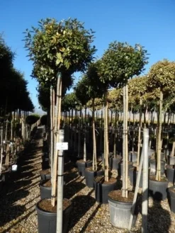 Olijfwilg Als Boom (Elaeagnus Ebbingei) 13 Olijfwilg Als Boom (Elaeagnus Ebbingei) -Exporteren Groei Planten Winkel elaeagnus ebbingei 10 12 2