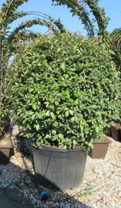 Olijfwilg Als Bol (Elaeagnus Ebbingei 'Compacta') 22 Olijfwilg Als Bol (Elaeagnus Ebbingei 'Compacta') -Exporteren Groei Planten Winkel elaeagnus ebbingei 100 110 bol 1