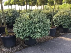 Olijfwilg Als Bol (Elaeagnus Ebbingei 'Compacta') -Exporteren Groei Planten Winkel elaeagnus ebbingei 100cm bol