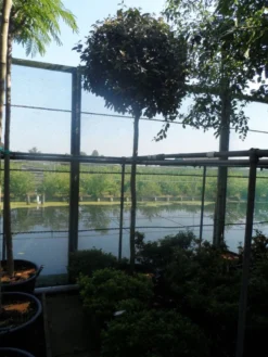 Olijfwilg Als Boom (Elaeagnus Ebbingei) 9 Olijfwilg Als Boom (Elaeagnus Ebbingei) -Exporteren Groei Planten Winkel elaeagnus ebbingei 12 14ho cont