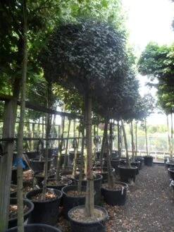 Olijfwilg Op Stam (Elaeagnus Ebbingei) -Exporteren Groei Planten Winkel elaeagnus ebbingei 14 16 18ho c130