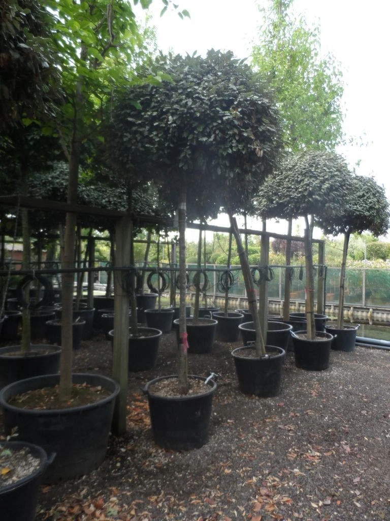 Olijfwilg Als Boom (Elaeagnus Ebbingei) 4 Olijfwilg Als Boom (Elaeagnus Ebbingei) - Afbeelding 4