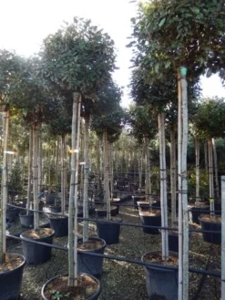 Olijfwilg Als Boom (Elaeagnus Ebbingei) 12 Olijfwilg Als Boom (Elaeagnus Ebbingei) -Exporteren Groei Planten Winkel elaeagnus ebbingei 8 10