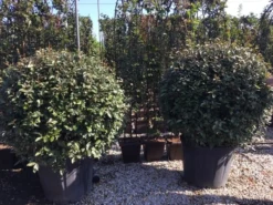 Olijfwilg Als Bol (Elaeagnus Ebbingei 'Compacta') 28 Olijfwilg Als Bol (Elaeagnus Ebbingei 'Compacta') -Exporteren Groei Planten Winkel elaeagnus ebbingei bol 100 110 1