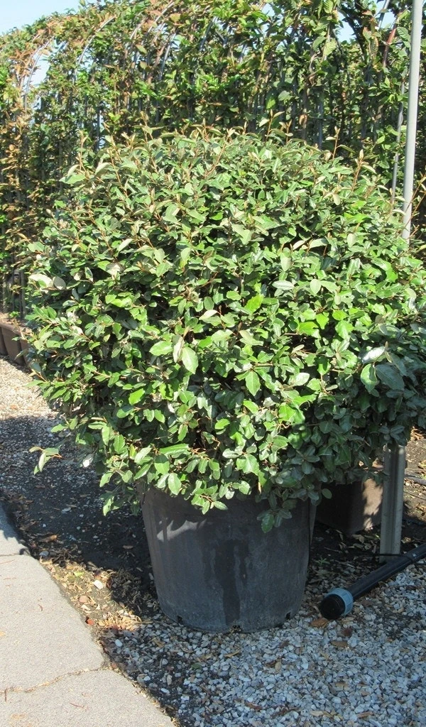 Olijfwilg Als Bol (Elaeagnus Ebbingei 'Compacta') 10 Olijfwilg Als Bol (Elaeagnus Ebbingei 'Compacta') - Afbeelding 10