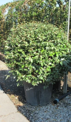 Olijfwilg Als Bol (Elaeagnus Ebbingei 'Compacta') -Exporteren Groei Planten Winkel elaeagnus ebbingei bol 3