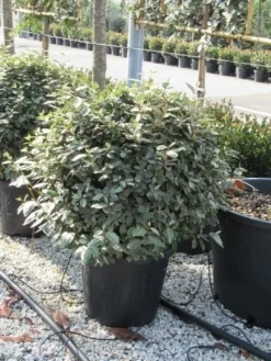 Olijfwilg Als Bol (Elaeagnus Ebbingei 'Compacta') 26 Olijfwilg Als Bol (Elaeagnus Ebbingei 'Compacta') -Exporteren Groei Planten Winkel elaeagnus ebbingei bol 70 cm 1