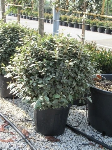 Olijfwilg Als Bol (Elaeagnus Ebbingei 'Compacta') 12 Olijfwilg Als Bol (Elaeagnus Ebbingei 'Compacta') - Afbeelding 12