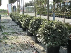 Olijfwilg Als Bol (Elaeagnus Ebbingei 'Compacta') -Exporteren Groei Planten Winkel elaeagnus ebbingei bol 70 cm 2