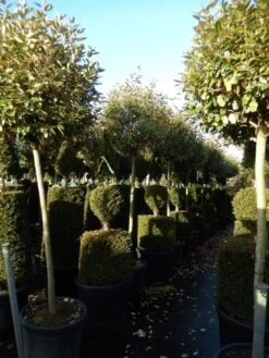 Olijfwilg Op Stam (Elaeagnus Ebbingei) -Exporteren Groei Planten Winkel elaeagnus ebbingei halfstam