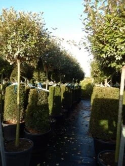 Olijfwilg Op Stam (Elaeagnus Ebbingei) -Exporteren Groei Planten Winkel elaeagnus ebbingei halfstam 2