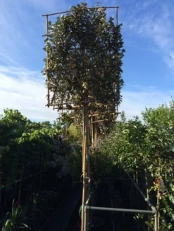 Olijfwilg Als Leiboom (Elaeagnus Ebbingei) -Exporteren Groei Planten Winkel elaeagnus ebbingei leivorm 8 10cm 2