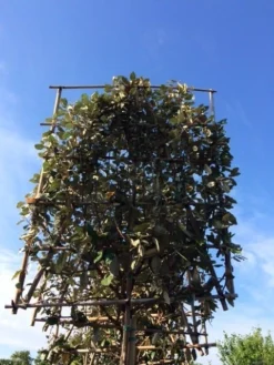 Olijfwilg Als Leiboom (Elaeagnus Ebbingei) -Exporteren Groei Planten Winkel elaeagnus ebbingei leivorm 8 10cm 3