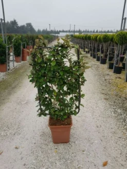 Olijfwilg Als Leivorm (Elaeagnus Ebbingei) -Exporteren Groei Planten Winkel elaeagnus ebbingei leivorm c18