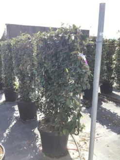 Olijfwilg Als Leivorm (Elaeagnus Ebbingei) -Exporteren Groei Planten Winkel elaeagnus ebbingei leivorm c45