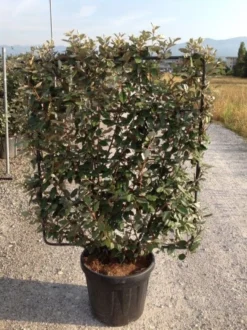 Olijfwilg Als Leivorm (Elaeagnus Ebbingei) -Exporteren Groei Planten Winkel elaeagnus ebbingei leivorm c45 1
