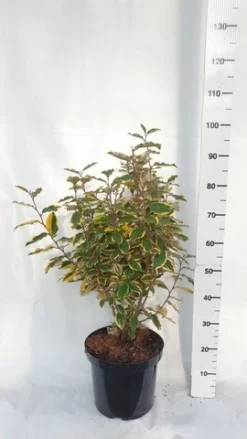 Olijfwilg (Elaeagnus Ebbingei 'Viveleg') -Exporteren Groei Planten Winkel elaeagnus ebbingei viveleg week 4 2021 1600x1200 1 2 1