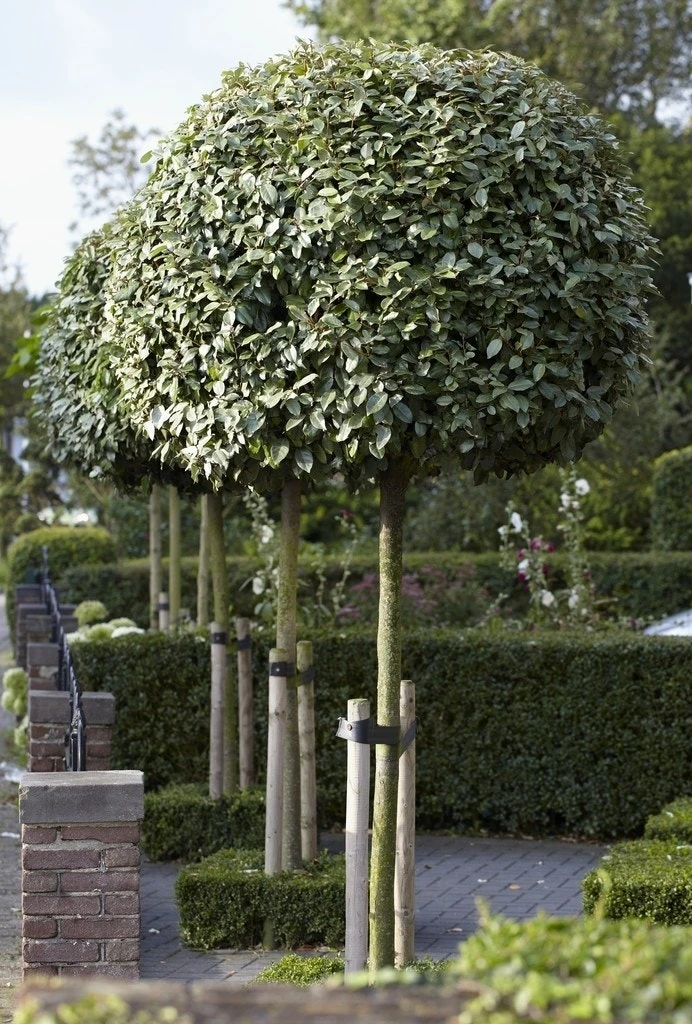 Olijfwilg Als Boom (Elaeagnus Ebbingei) 1 Olijfwilg Als Boom (Elaeagnus Ebbingei)