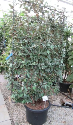 Olijfwilg Als Leivorm (Elaeagnus Ebbingei) -Exporteren Groei Planten Winkel eleagnus 110x180 leivorm 2