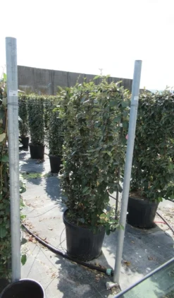 Olijfwilg Als Leivorm (Elaeagnus Ebbingei) -Exporteren Groei Planten Winkel eleagnus 80x110 leivorm