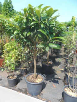Japanse Mispel Als Boom (Eriobotrya Japonica) -Exporteren Groei Planten Winkel eriobotrya japonica 60stam c30