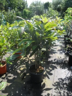 Japanse Mispel Als Boom (Eriobotrya Japonica) -Exporteren Groei Planten Winkel eriobotrya japonica 80 100 125 c35