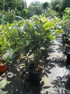 Japanse Mispel (Eriobotrya Japonica) -Exporteren Groei Planten Winkel eriobotrya japonica 80 100 125 c35 1