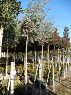 Eucalyptus Als Boom (Eucalyptus Gunnii) -Exporteren Groei Planten Winkel eucalypthus gunii 10 12