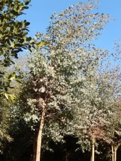 Eucalyptus Als Boom (Eucalyptus Gunnii) -Exporteren Groei Planten Winkel eucalypthus gunii 10 12 2