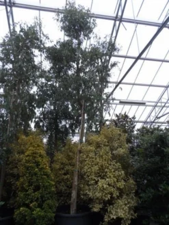 Eucalyptus Als Boom (Eucalyptus Gunnii) -Exporteren Groei Planten Winkel eucalyptus