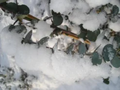 Winterharde Eucalyptus (Eucalyptus Gunnii 'Azura') -Exporteren Groei Planten Winkel eucalyptus azura hardy