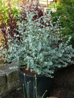 Winterharde Eucalyptus (Eucalyptus Gunnii 'Azura') -Exporteren Groei Planten Winkel eucalyptus azura toepassing kopie