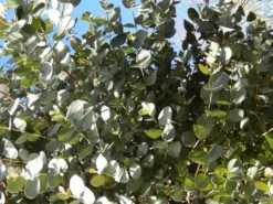Eucalyptus Als Boom (Eucalyptus Gunnii) -Exporteren Groei Planten Winkel eucalyptus gunni