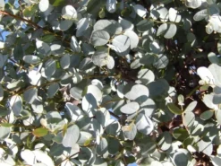 Eucalyptus Als Boom (Eucalyptus Gunnii) -Exporteren Groei Planten Winkel eucalyptus gunnii
