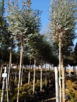 Eucalyptus Als Boom (Eucalyptus Gunnii) -Exporteren Groei Planten Winkel eucalyptus gunnii 12 14