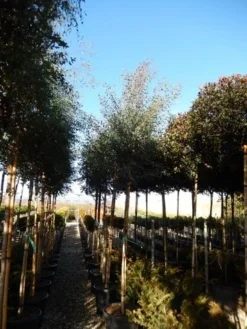 Eucalyptus Als Boom (Eucalyptus Gunnii) -Exporteren Groei Planten Winkel eucalyptus gunnii 12 14 2