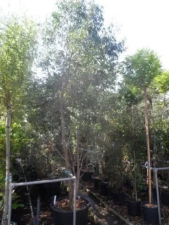Winterharde Gomboom (Eucalyptus Gunnii) -Exporteren Groei Planten Winkel eucalyptus gunnii 250 300 c110 meerstammig
