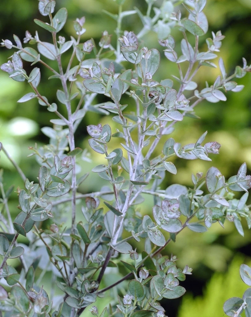 Eucalyptus Op Stam (Eucalyptus Gunnii) 2 Eucalyptus Op Stam (Eucalyptus Gunnii) - Afbeelding 2