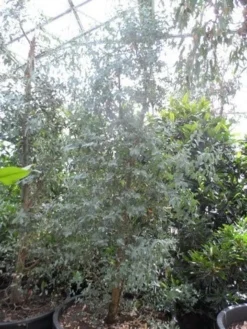 Winterharde Gomboom (Eucalyptus Gunnii) -Exporteren Groei Planten Winkel eucalyptus gunnii struikvorm c500