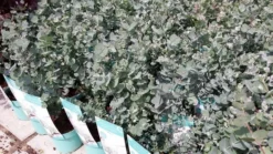 Winterharde Eucalyptus (Eucalyptus Gunnii 'Azura') -Exporteren Groei Planten Winkel eucalyptusazura01