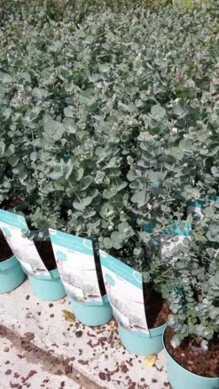 Winterharde Eucalyptus (Eucalyptus Gunnii 'Azura') -Exporteren Groei Planten Winkel eucalyptusazura02