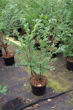 Kardinaalshoed (Euonymus Alatus) -Exporteren Groei Planten Winkel euonymus alatus 1