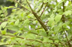Kardinaalshoed (Euonymus Alatus)