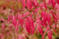 Kardinaalshoed (Euonymus Alatus) -Exporteren Groei Planten Winkel euonymus alatus 2 1