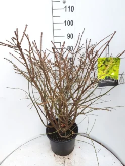 Kardinaalshoed (Euonymus Alatus) -Exporteren Groei Planten Winkel euonymus alatus c15 v01