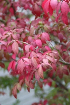 Kardinaalshoed (Euonymus Alatus 'Compactus') -Exporteren Groei Planten Winkel euonymus alatus compactus 1