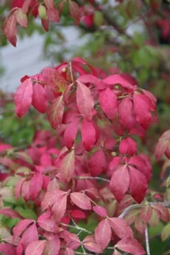 Kardinaalshoed (Euonymus Alatus 'Compactus') -Exporteren Groei Planten Winkel euonymus alatus compactus 2